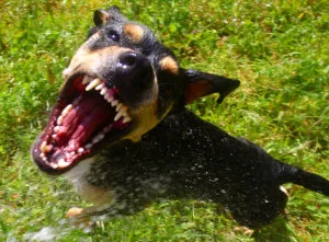 Aggressive dog barking with its mouth open, illustrating the risk of serious dog bite injuries in Charleston.