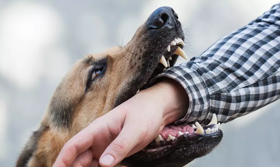 South-Carolina-Dog-Bite-Injury-Lawyer